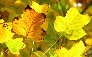 Nature, Autumn, Leaves, Branch, Dry HD wallpaper