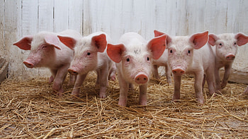 Playful piglets, Cute farm animals, Oink and snort, Piggy mischief HD wallpaper