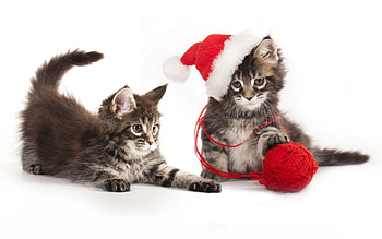 Two-fluffy-kittens, Kitty, fluffy, kittens, Two, cat HD wallpaper