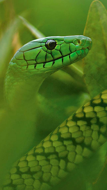 Snake, Green Snake HD phone wallpaper