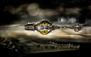 Animals, Water, Predator, Hide, Hunt, Hunting, Eye, Crocodile, Lurk HD wallpaper