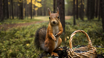 White Brown Fur Tail Squirrel Is Standing On Tree Trunk In Blur Trees Forest Background Squirrel HD wallpaper
