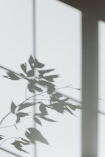 Abstract shadow of leaves on a white wall, creating a minimalist design. HD phone wallpaper
