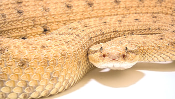 Sidewinder, Rattlesnake HD wallpaper