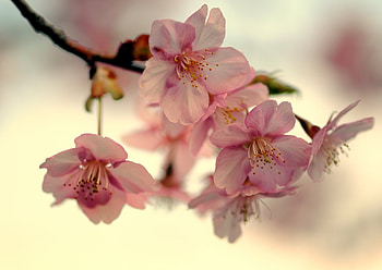 Flowers, Grass, Pink, Plant, Macro HD wallpaper