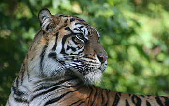 Animals, Muzzle, Predator, Big Cat, Tiger, Profile HD wallpaper