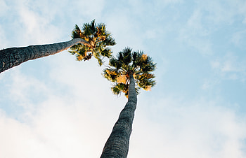 Nature, Sky, Clouds, Palms HD wallpaper