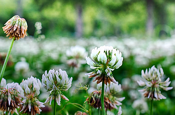 Flowers, Plant, Clover HD wallpaper