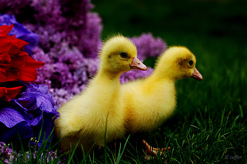 Ducks, grass, flowers, animals HD wallpaper