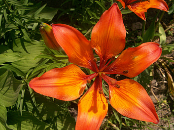 Orange flower, flowers, nice HD wallpaper