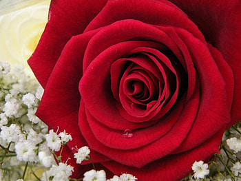 Rose, nature, flowers HD wallpaper
