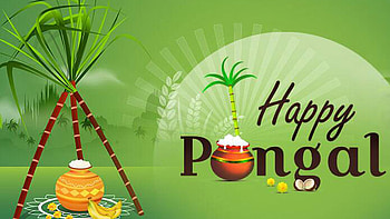 Happy Pongal Clay Pot Sugarcane Light Green Background Pongal HD wallpaper