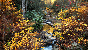 Creek, Foliage, Forests, Scenery HD wallpaper