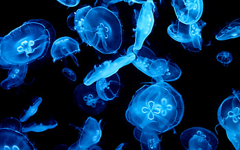 Moon jellyfish, Bioluminescent glow, Mystical creatures, Tranquil charm HD wallpaper