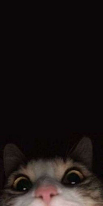 Cat aesthetic, bigotes HD phone wallpaper