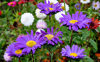 Plants, Flowers HD wallpaper
