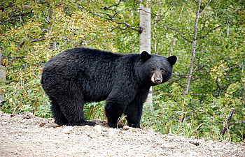 Black Bear, Animals, Trees, Bears, Black, Ominous HD wallpaper