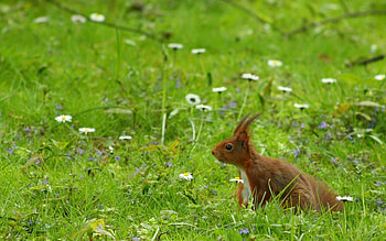 Animals, Squirrel, Grass, Stroll, Ears, Wind HD wallpaper