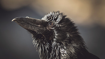 Beak, Crows HD wallpaper