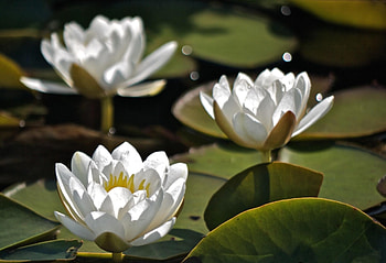 Flowers, Water, Leaves, Water Lilies, Close-Up, Three HD wallpaper