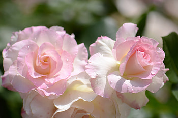 Roses, Buds, Macro, Petals, Ros HD wallpaper