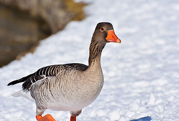 Mallard, duck, walk, water bird HD wallpaper