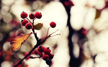 Macro, Glare, Wood, Tree, Berry, Rowan HD wallpaper