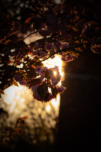Flowers, Dark, Glare, Bloom, Flowering, Branch, Sunlight HD phone wallpaper
