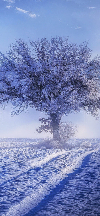Winter in , Snowy beauty, Stunning , Nature's tranquility HD phone wallpaper