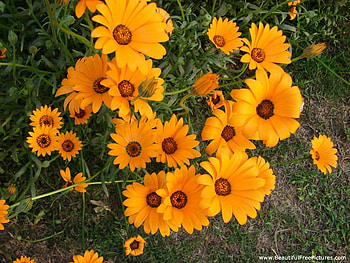 DAZZLING DAISIES, flowers, beauty, daisies, yellow HD wallpaper