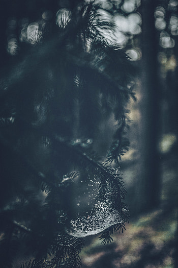 Nature, Web, Macro, Wood, Tree, Branches HD phone wallpaper