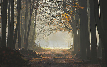 Nature, Trees, Grass, Forest, Earth, Land, Morning, Freshness, Sunlight, Sun Rays, Logs HD wallpaper