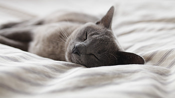 Cute Cat, cute, cat, sleeping, animals HD wallpaper