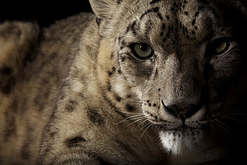 Animals, Snow Leopard, Muzzle, Spotty, Spotted, Shadow HD wallpaper