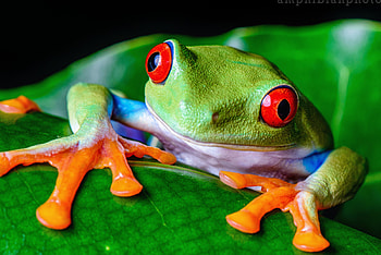Red-Eyed Tree Frog , High-quality , Stunning graphy, resolution HD wallpaper