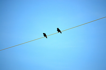 Birds, Sky, Crows, Sit, Minimalism, Blue Background, Wire HD wallpaper