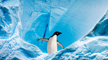 Antarctica Travels, Arctic wildlife, Penguins in action, Frozen habitat HD wallpaper