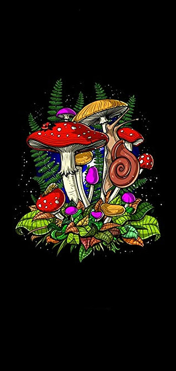 Mushrooms, nature, garden, mushroom HD phone wallpaper