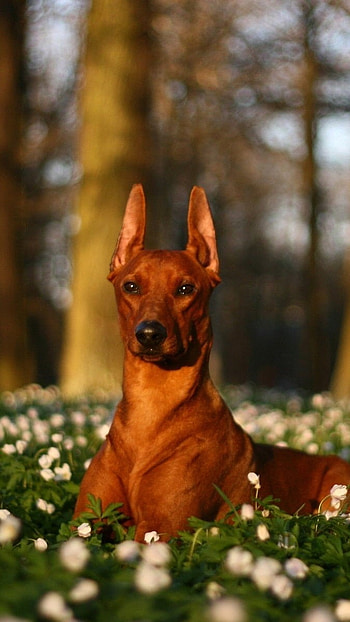 Doberman Dog, Flower Garden, Background HD phone wallpaper