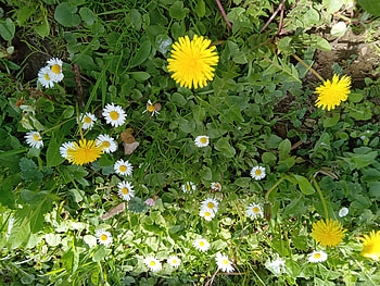 Spring flowers, Green, Flowers, Nature, Pretty, Beautiful HD wallpaper