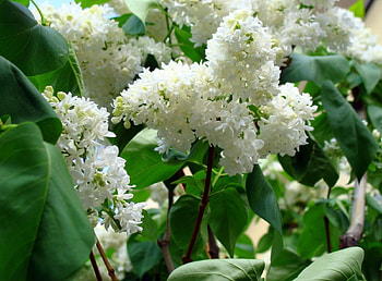 Flowers, Lilac, Branches, Bloom, Flowering, Greens, Spring HD wallpaper