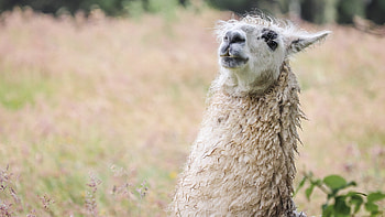 Alpaca , Popular screen backgrounds, Adorable fleece animals, South American charm HD wallpaper