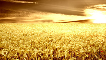 Sanset Farm Ears Cultivation Grain Background - HD wallpaper