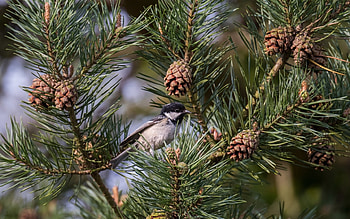 Black Tit, pine cones, bird, tree HD wallpaper