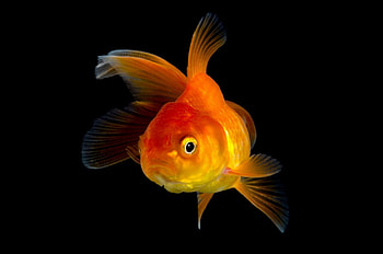Fish, animal, summer, black, orange HD wallpaper