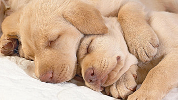 Animals, Muzzle, Sleep, Dream, Toddlers, Kids, Puppies HD wallpaper