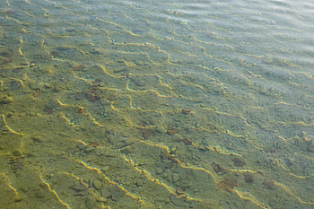 Nature, Water, Transparent, Ripples, Ripple, Bottom HD wallpaper