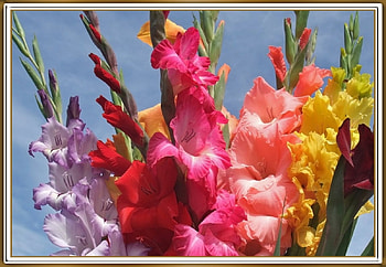 BEAUTIFUL GLADIES, NATURE, BEAUTIFUL, GLADIES HD wallpaper
