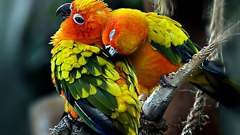 Love birds, , Pet birds, Parrot HD wallpaper