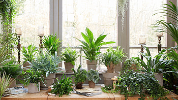 Indoor plants, Vibrant interiors, Natural beauty, Lush greenery HD wallpaper